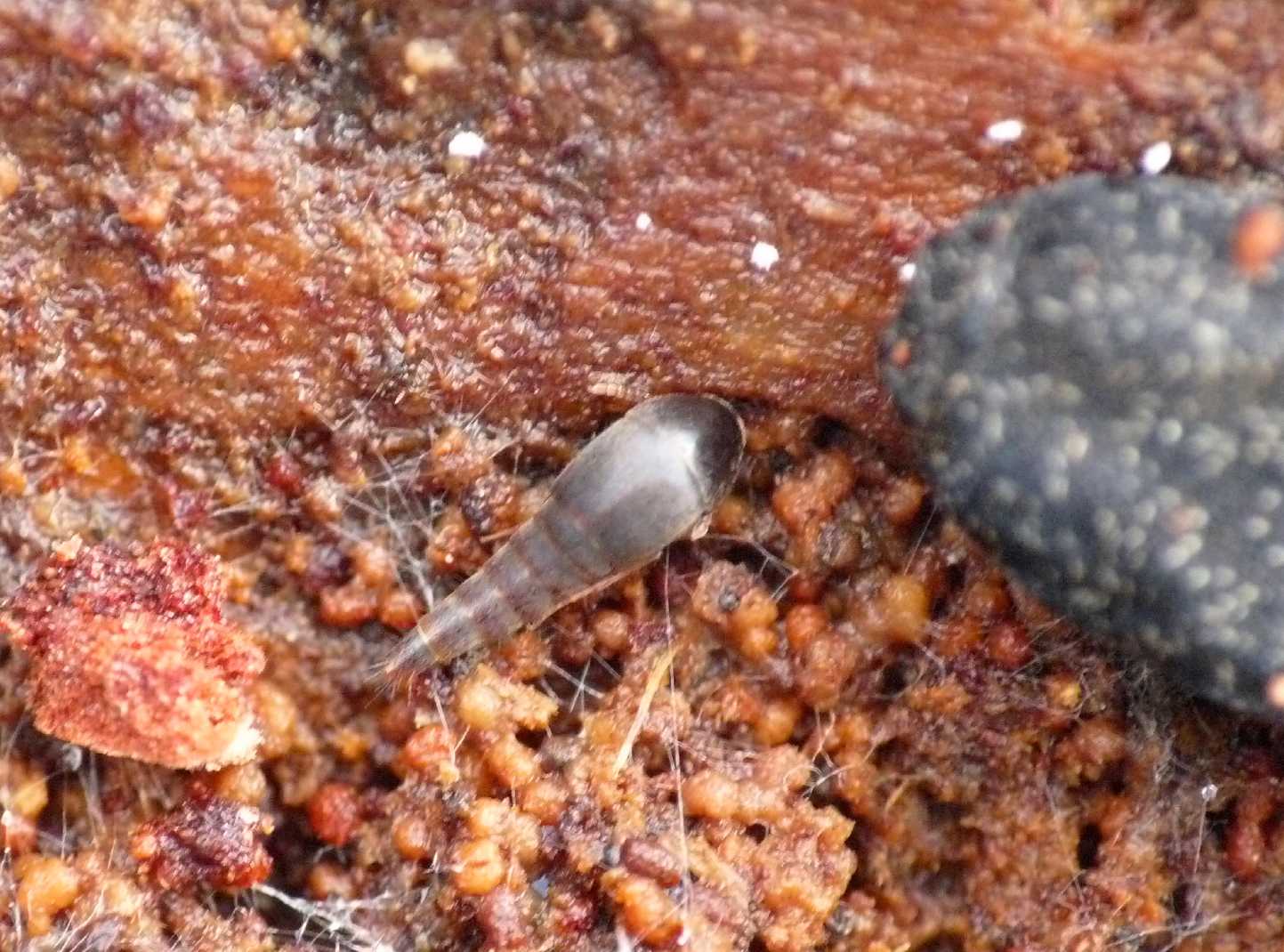 Micro Staphilinidae: Tachyporinae